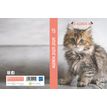 Agenda Animaux - 1 jour par page - 12 x 17 cm - chaton - Bouchut
