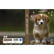 Agenda Animaux - 1 jour par page - 12 x 17 cm - chien - Bouchut