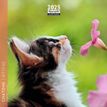 3494150160825-Calendrier mensuel 16x16 cm - 16 mois - Chatons--0