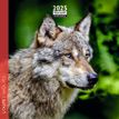 3494150160979-Calendrier mensuel 16x16 cm - 16 mois - Loups--0
