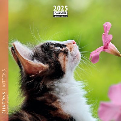3494150160825-Calendrier mensuel 16x16 cm - 16 mois - Chatons--0