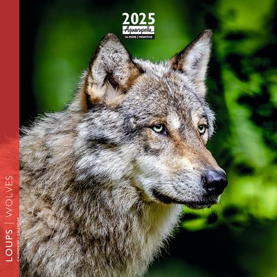 3494150160979-Calendrier mensuel 16x16 cm - 16 mois - Loups--0