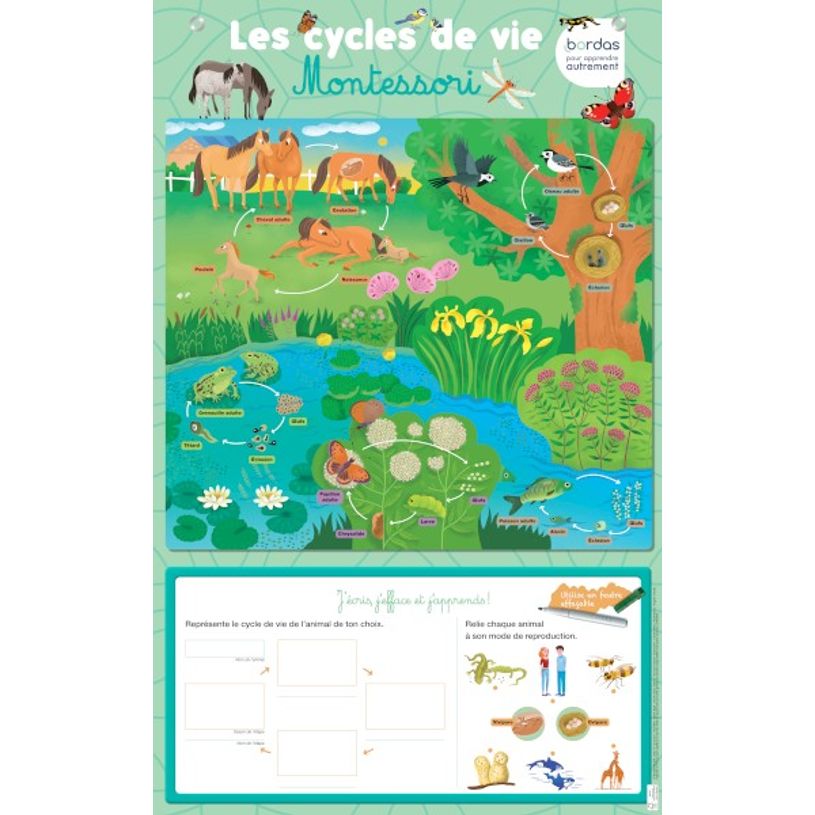 3133097359939-Les posters effaçables - Les cycles de vie Montessori-P_405116300_1-0