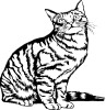chat