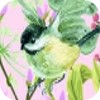 oiseaux